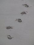 SX01095 Footsteps in sand.jpg